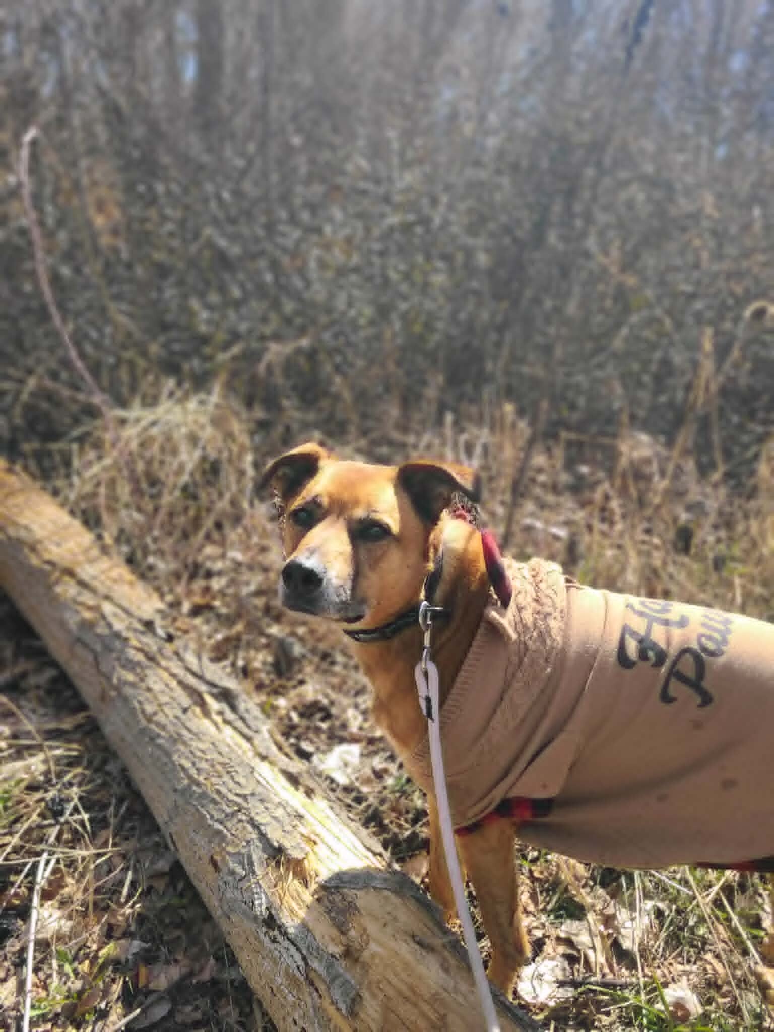 Picture of the Animal Listed